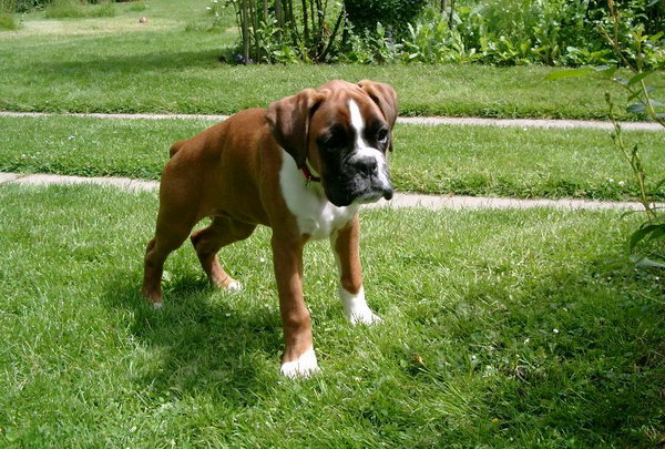 Boxer Welpe